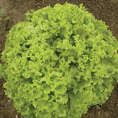 Laitue feuille 'Salad Bowl'