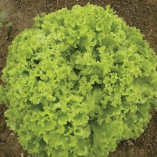 Laitue feuille 'Salad Bowl'