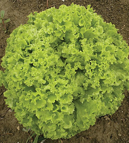 Semences Laitue blanche 'Lollo Bionda' (Lactuca sativa)