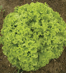 Semences Laitue blanche 'Lollo Bionda' (Lactuca sativa)