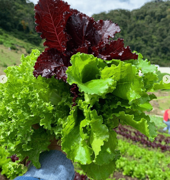 Organic Lettuce Mix