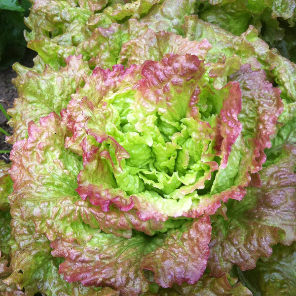 Lettuce curly 'Drunken Woman'