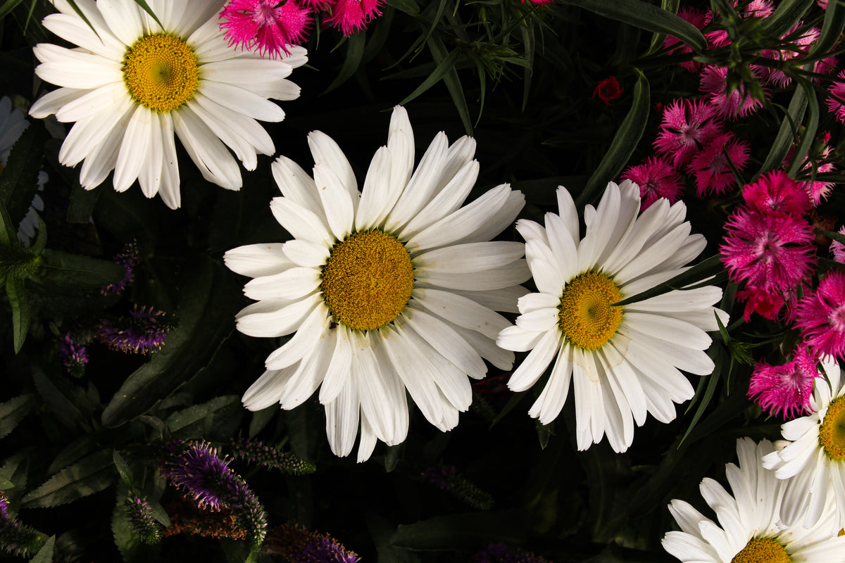 Leucanthemum 'Betsy'