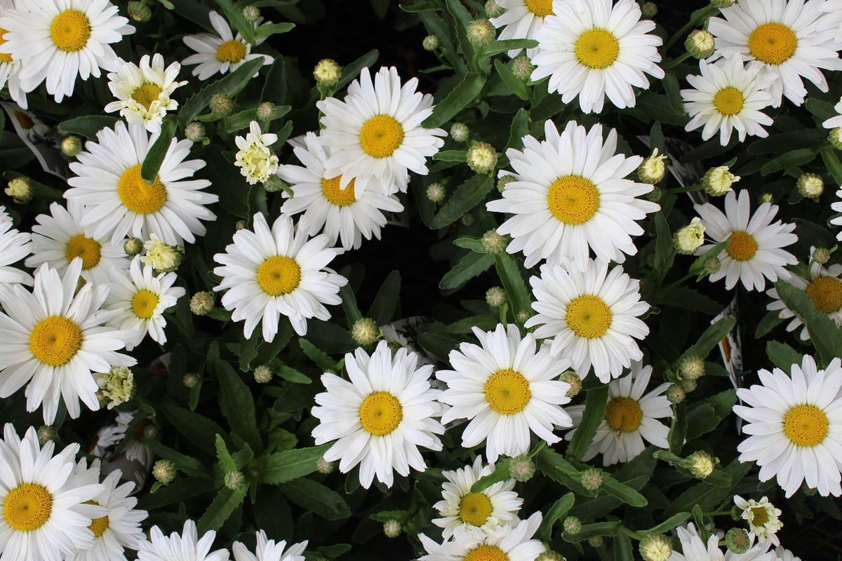 Leucanthemum 'Kilimanjaro'
