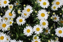 Leucanthemum 'Kilimanjaro'