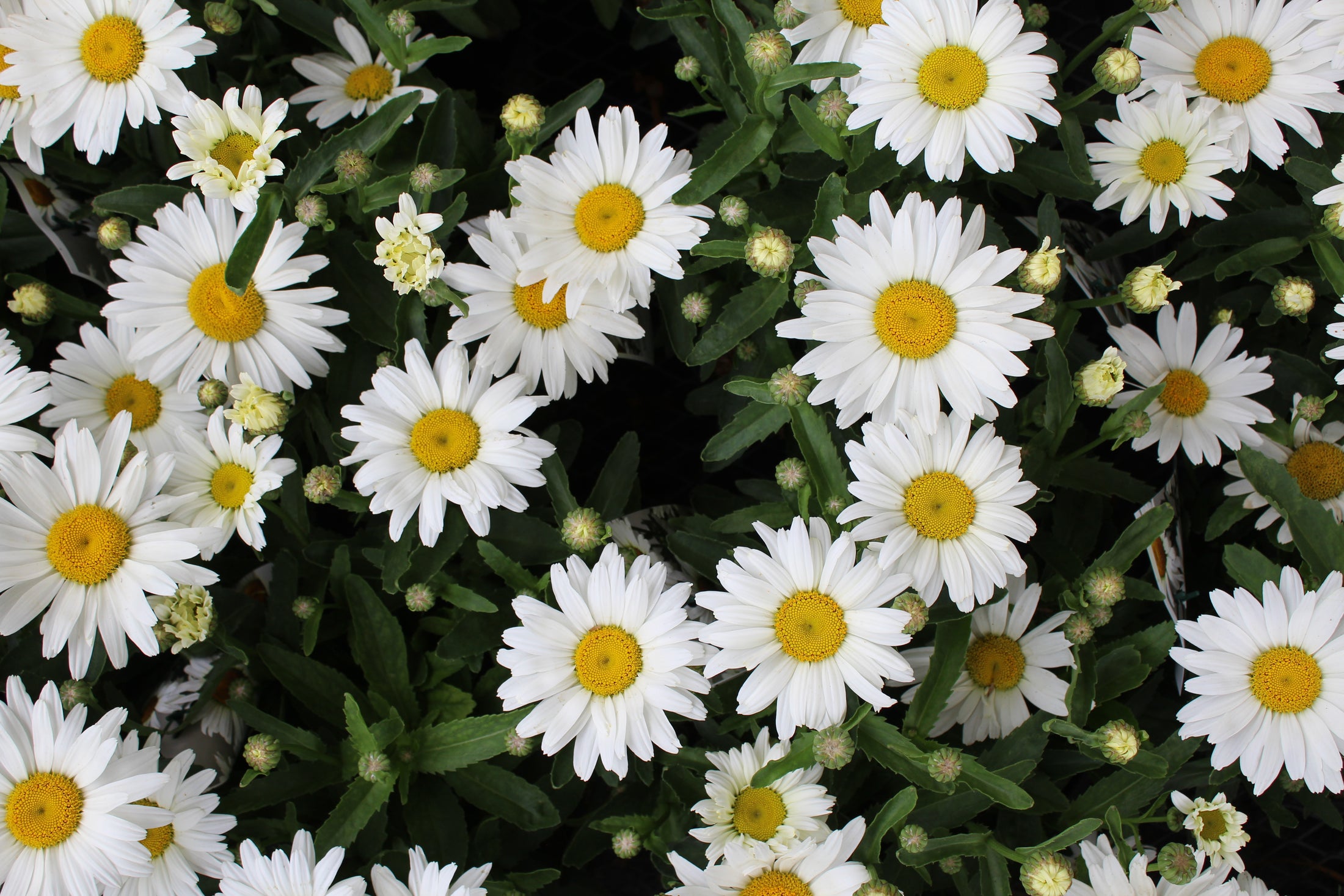 Leucanthemum 'Kilimanjaro'