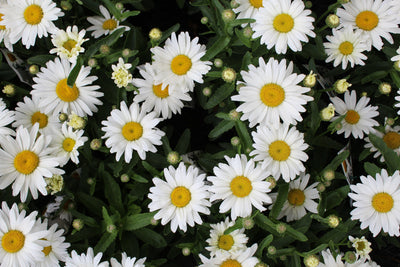 Leucanthemum 'Kilimanjaro'
