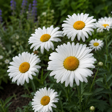 Leucanthemum 'Kilimanjaro' closeup