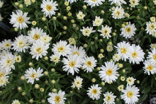 Leucanthemum 'Mount Hood'