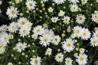De nombreuses petites fleurs blanches étagées aux centres jaune pâle se mêlent à des boutons arrondis au-dessus d'un feuillage vert foncé. Le cadrage montre des formes superposées et des contrastes visibles entre les surfaces claires et sombres. Les contours, les textures et les couleurs se distinguent. Certaines parties se placent derrière d'autres et donnent de la profondeur à l'ensemble, tandis que le sujet principal reste visible.
