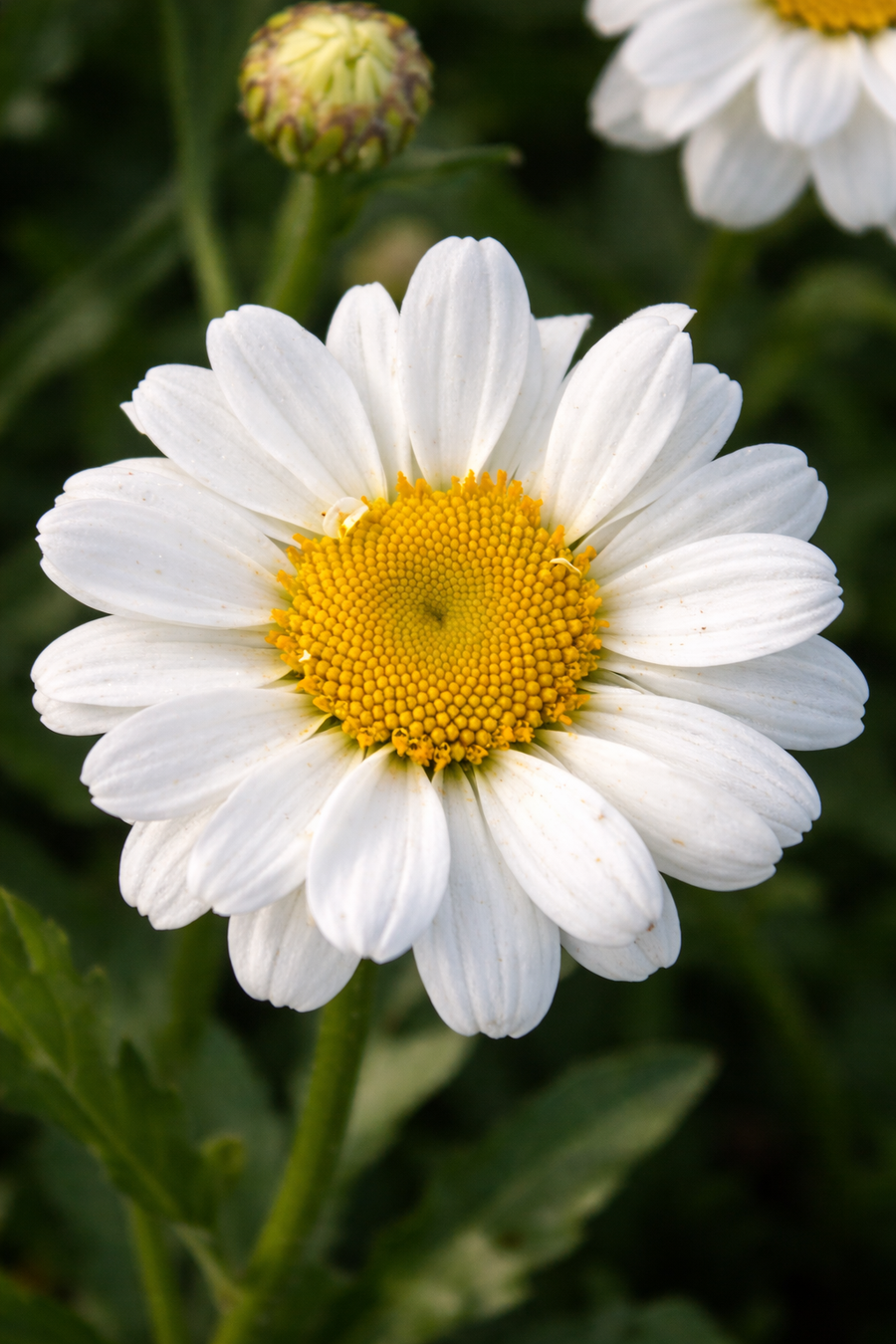 Gros plan photoréaliste d’une marguerite Leucanthemum superbum 'Sweet Daisy Jane' avec cœur jaune et pétales blancs naturels