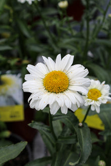 Marguerite blanche 'Sweet Daisy Jane' photographiée en conditions réelles avec fond végétal et profondeur de champ naturelle