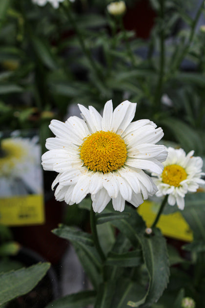 Marguerite blanche 'Sweet Daisy Jane' photographiée en conditions réelles avec fond végétal et profondeur de champ naturelle
