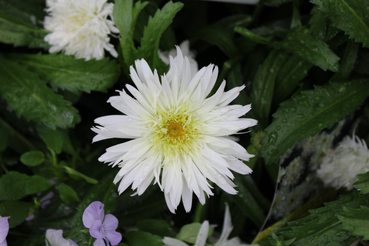 Leucanthemum superbum 'Amazing Daisies Marshmallow'