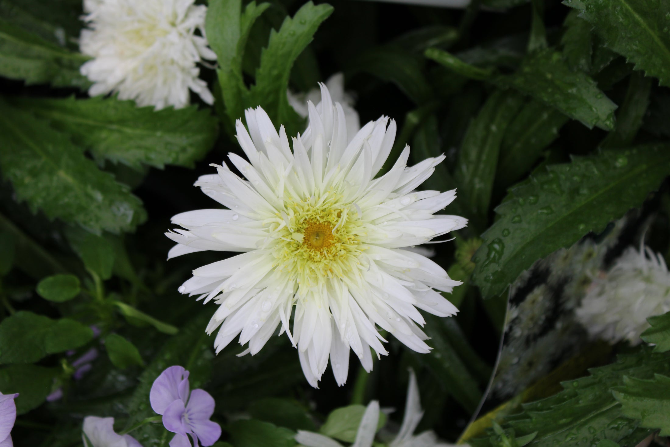 Leucanthemum superbum 'Amazing Daisies Marshmallow'