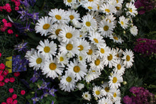 Leucanthemum superbum 'Amazing Daisies Daisy May'