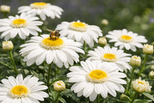Groupe de marguerites blanches en extérieur avec une abeille posée sur une fleur centrale, pétales fins et naturels autour d’un cœur jaune vif bordé d’un liseré blanc, avec boutons floraux et feuillage vert en arrière-plan légèrement flou.