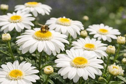 Groupe de marguerites blanches en extérieur avec une abeille posée sur une fleur centrale, pétales fins et naturels autour d’un cœur jaune vif bordé d’un liseré blanc, avec boutons floraux et feuillage vert en arrière-plan légèrement flou.