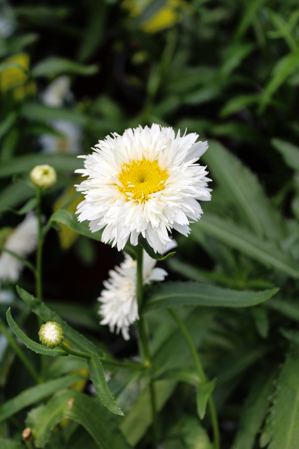 Leucanthemum superbum 'Sweet Daisy Rebecca'
