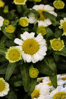 Leucanthemum superbum 'Sweet Daisy Shelly'