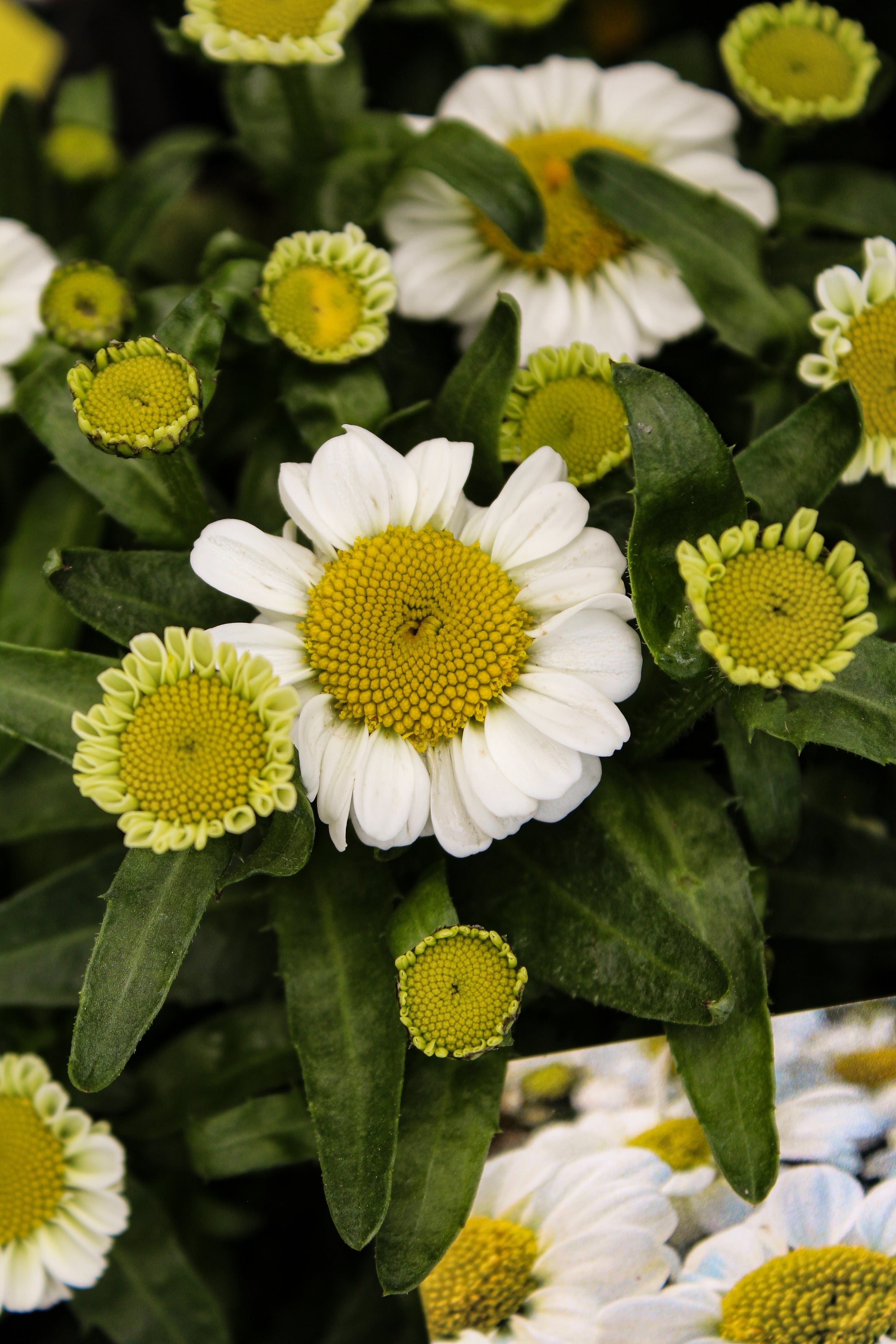 Leucanthemum superbum 'Sweet Daisy Shelly'