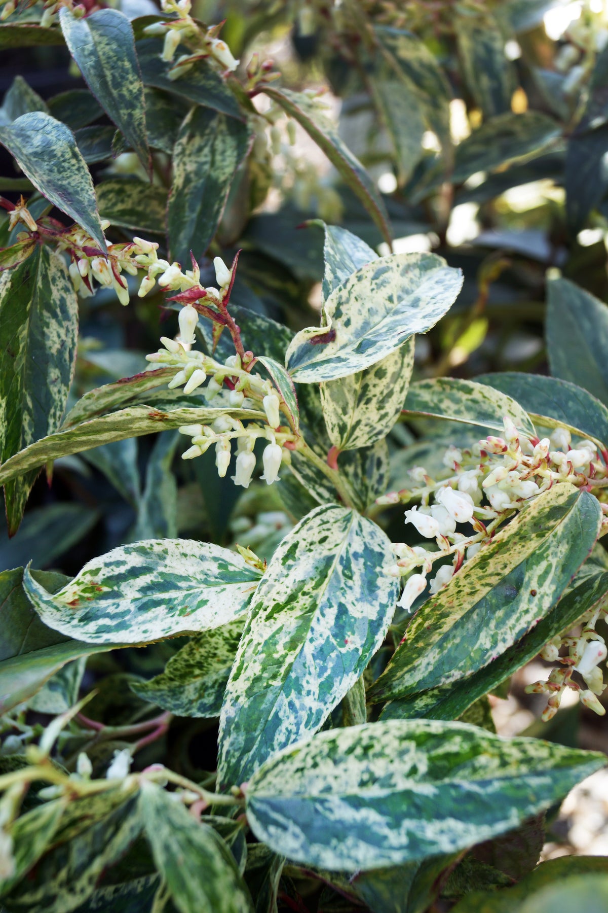 Leucothoe fontanesiana 'Rainbow'
