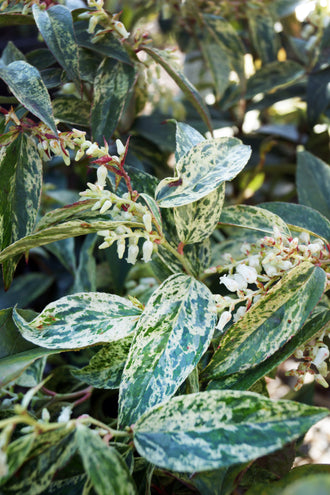Leucothoé ‘Rainbow’ (Leucothoe fontanesiana)