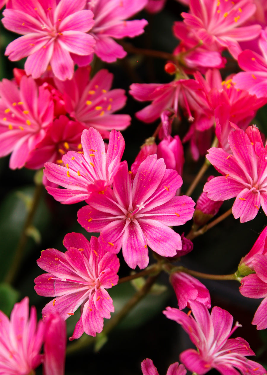 Lewisia 'Safira Coral'