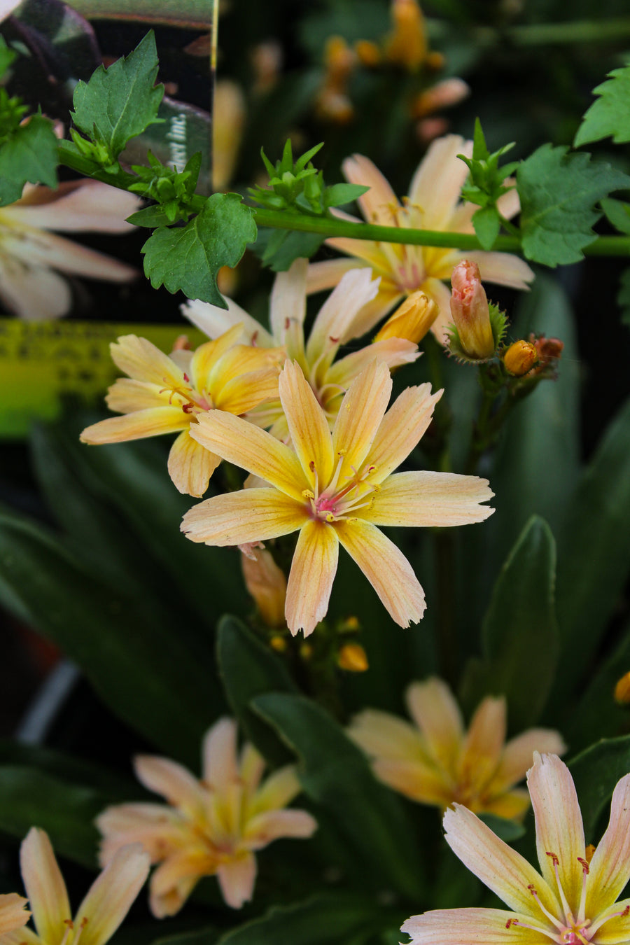 Lewisia longipetala 'Little Peach'