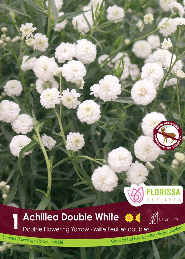 Achillée ‘Double White’