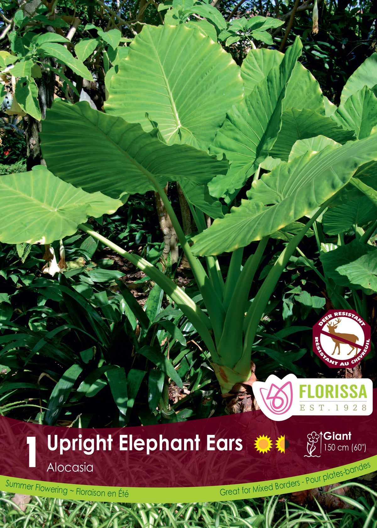 Alocasia « Upright Elephant Ears » ( Alocasia macrorrhizos ) : de grandes feuilles vertes dressées aux nervures bien marquées. Le visuel Florissa présente la plante et son nom dans la partie inférieure de l’étiquette. La photographie occupe presque toute la surface, tandis que le bandeau du bas rassemble les indications du produit. Cette vue permet de reconnaître son apparence et de distinguer la variété présentée.