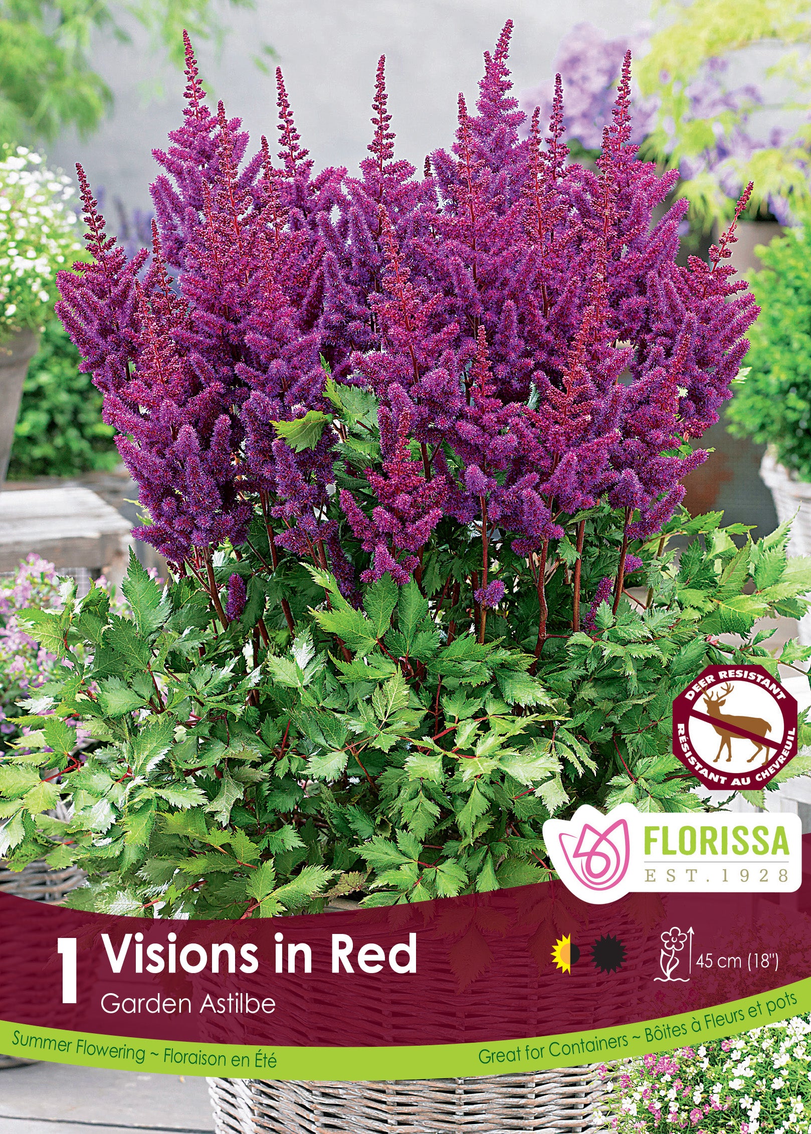 Chinese astilbe (<em>Astilbe chinensis</em> ‘Vision in Red’)