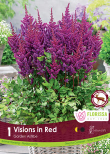 Chinese astilbe (<em>Astilbe chinensis</em> ‘Vision in Red’)
