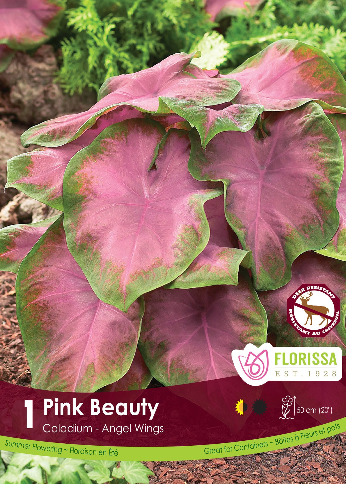 Caladium Pink Beauty ( Caladium bicolor ‘Pink Beauty’) : des feuilles de caladium roses bordées de vert. Le visuel Florissa présente la plante et son nom dans la partie inférieure de l’étiquette. La photographie occupe presque toute la surface, tandis que le bandeau du bas rassemble les indications du produit. Cette vue permet de reconnaître son apparence et de distinguer la variété présentée.