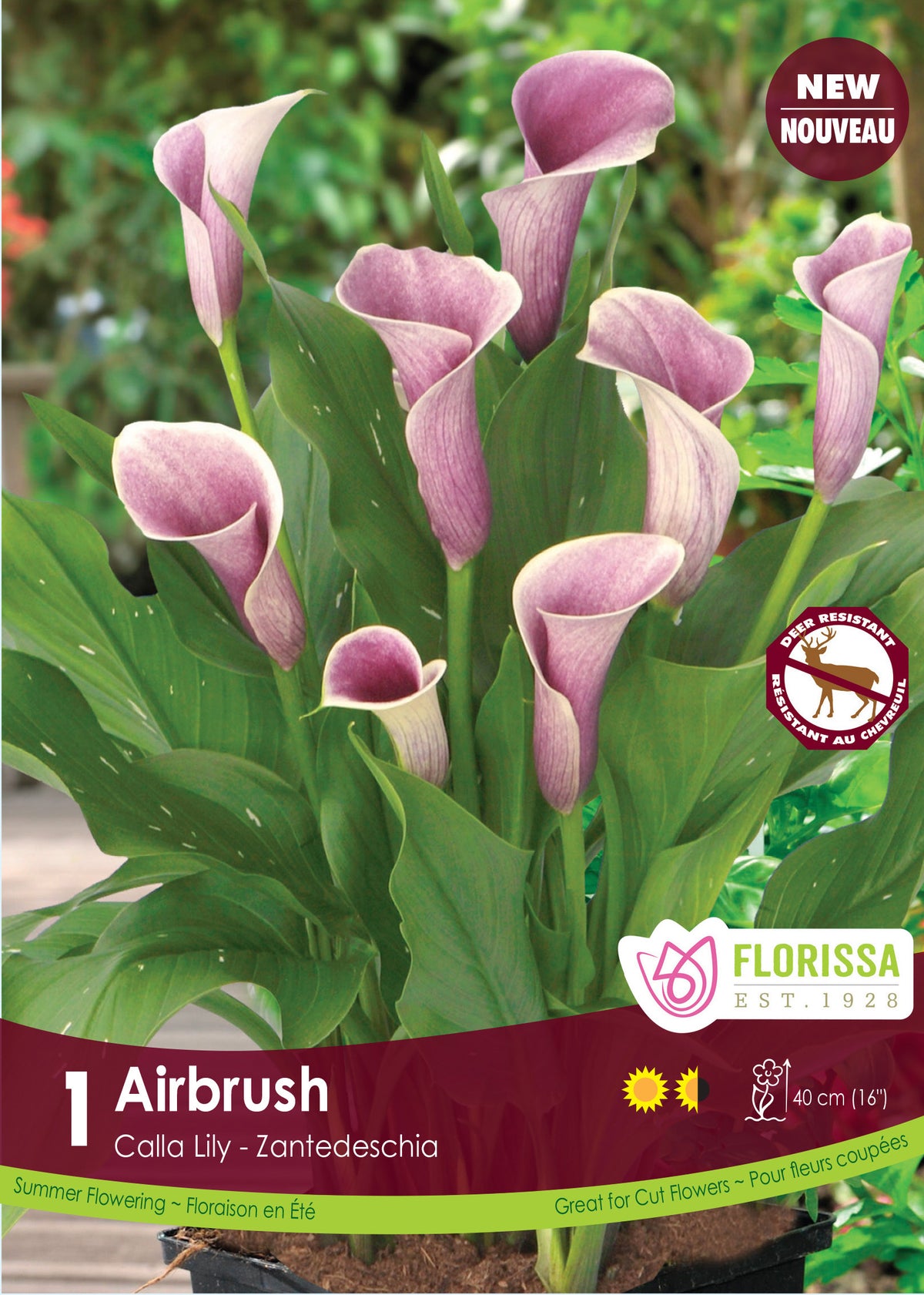 Calla Airbrush ( Zantedeschia ‘Airbrush’) : des callas rose pâle parmi leurs feuilles vertes. Le visuel Florissa présente la plante et son nom dans la partie inférieure de l’étiquette. La photographie occupe presque toute la surface, tandis que le bandeau du bas rassemble les indications du produit. Cette vue permet de reconnaître son apparence et de distinguer la variété présentée.