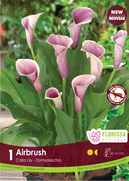 Calla 'Airbrush' (1 rhizome)