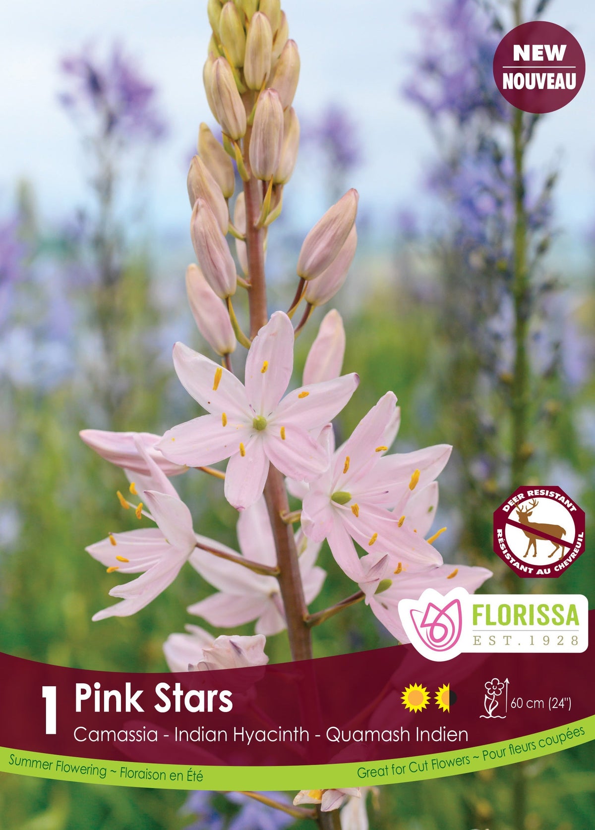 Camassia Pink Stars