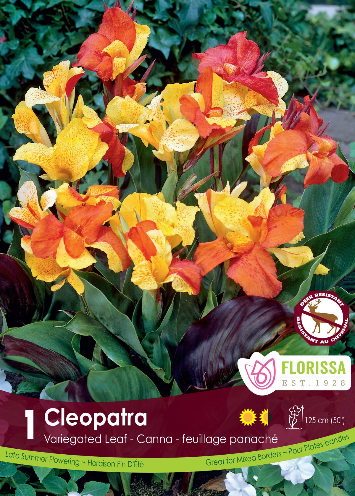 Canna ‘Cleopatra’ ( Canna ) : des fleurs de canna jaunes et rouges au-dessus de feuilles vertes et pourpres. Le visuel Florissa présente la plante et son nom dans la partie inférieure de l’étiquette. La photographie occupe presque toute la surface, tandis que le bandeau du bas rassemble les indications du produit. Cette vue permet de reconnaître son apparence et de distinguer la variété présentée.