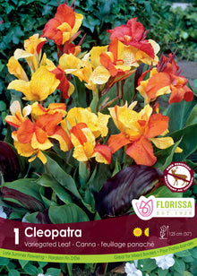 Canna ‘Cleopatra’ ( Canna ) : des fleurs de canna jaunes et rouges au-dessus de feuilles vertes et pourpres. Le visuel Florissa présente la plante et son nom dans la partie inférieure de l’étiquette. La photographie occupe presque toute la surface, tandis que le bandeau du bas rassemble les indications du produit. Cette vue permet de reconnaître son apparence et de distinguer la variété présentée.