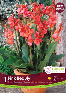 Canna ‘Green Pink Beauty’ ( Canna ‘Pink Beauty’) : un canna à fleurs roses cultivé en pot. Le visuel Florissa présente la plante et son nom dans la partie inférieure de l’étiquette. La photographie occupe presque toute la surface, tandis que le bandeau du bas rassemble les indications du produit. Cette vue permet de reconnaître son apparence et de distinguer la variété présentée.