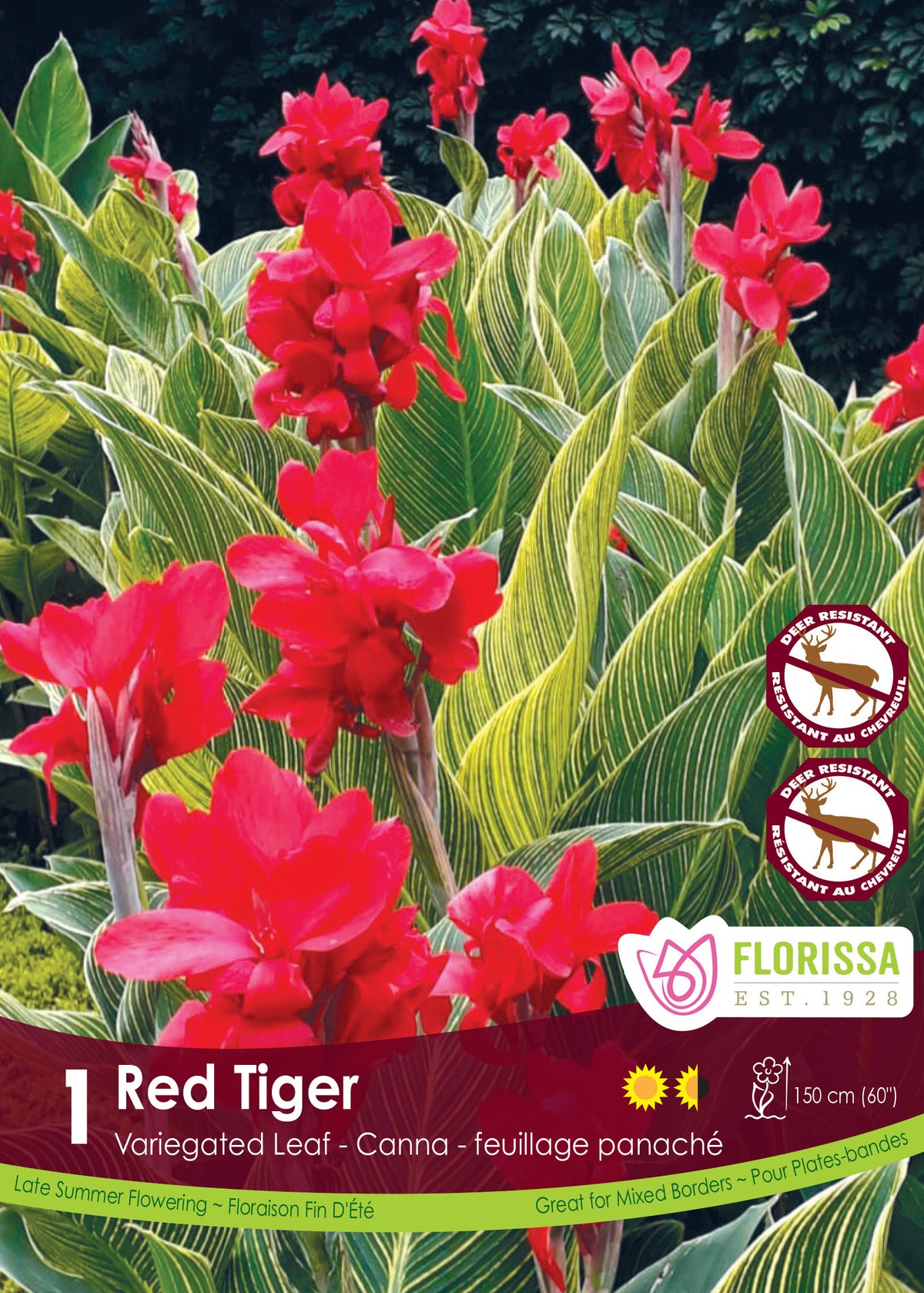 Canna ‘Red Tiger’ ( Canna × generalis ) : des fleurs de canna rouges au-dessus de feuilles vertes striées de jaune. Le visuel Florissa présente la plante et son nom dans la partie inférieure de l’étiquette. La photographie occupe presque toute la surface, tandis que le bandeau du bas rassemble les indications du produit. Cette vue permet de reconnaître son apparence et de distinguer la variété présentée.