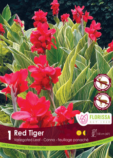 Canna ‘Red Tiger’ ( Canna × generalis ) : des fleurs de canna rouges au-dessus de feuilles vertes striées de jaune. Le visuel Florissa présente la plante et son nom dans la partie inférieure de l’étiquette. La photographie occupe presque toute la surface, tandis que le bandeau du bas rassemble les indications du produit. Cette vue permet de reconnaître son apparence et de distinguer la variété présentée.