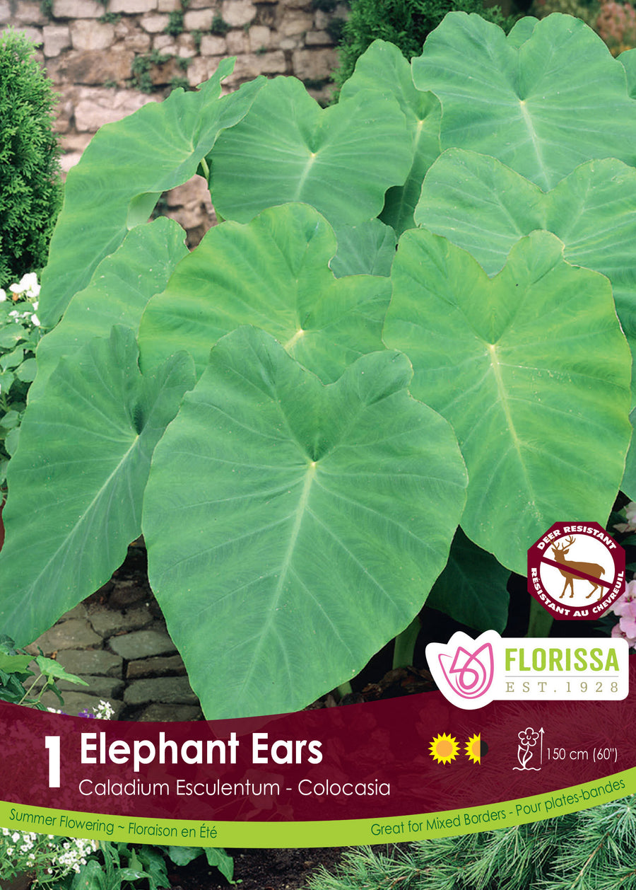 Colocasia « Oreilles d’éléphant » (<em>Colocasia esculenta</em>)
