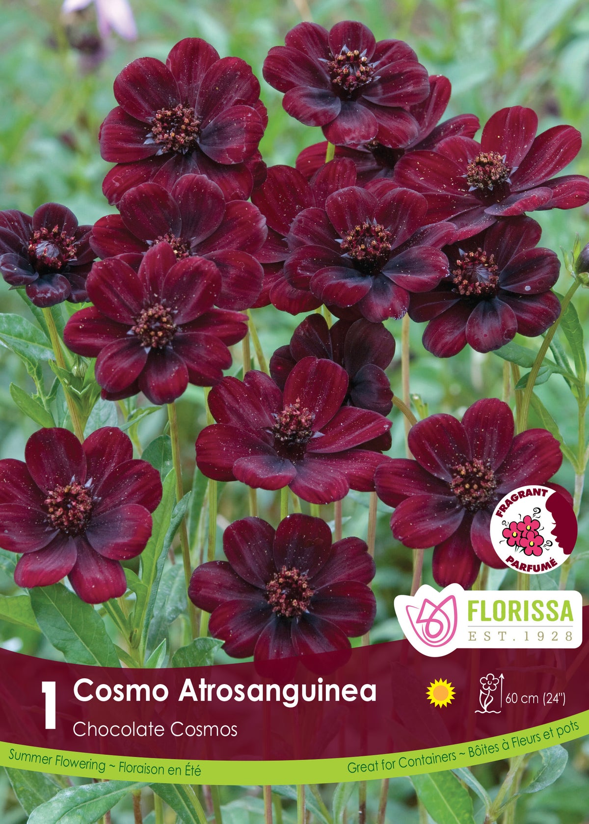 Cosmos chocolat ( Cosmos atrosanguineus ) : des fleurs de cosmos bordeaux très foncé au-dessus du feuillage. Le visuel Florissa présente la plante et son nom dans la partie inférieure de l’étiquette. La photographie occupe presque toute la surface, tandis que le bandeau du bas rassemble les indications du produit. Cette vue permet de reconnaître son apparence et de distinguer la variété présentée.