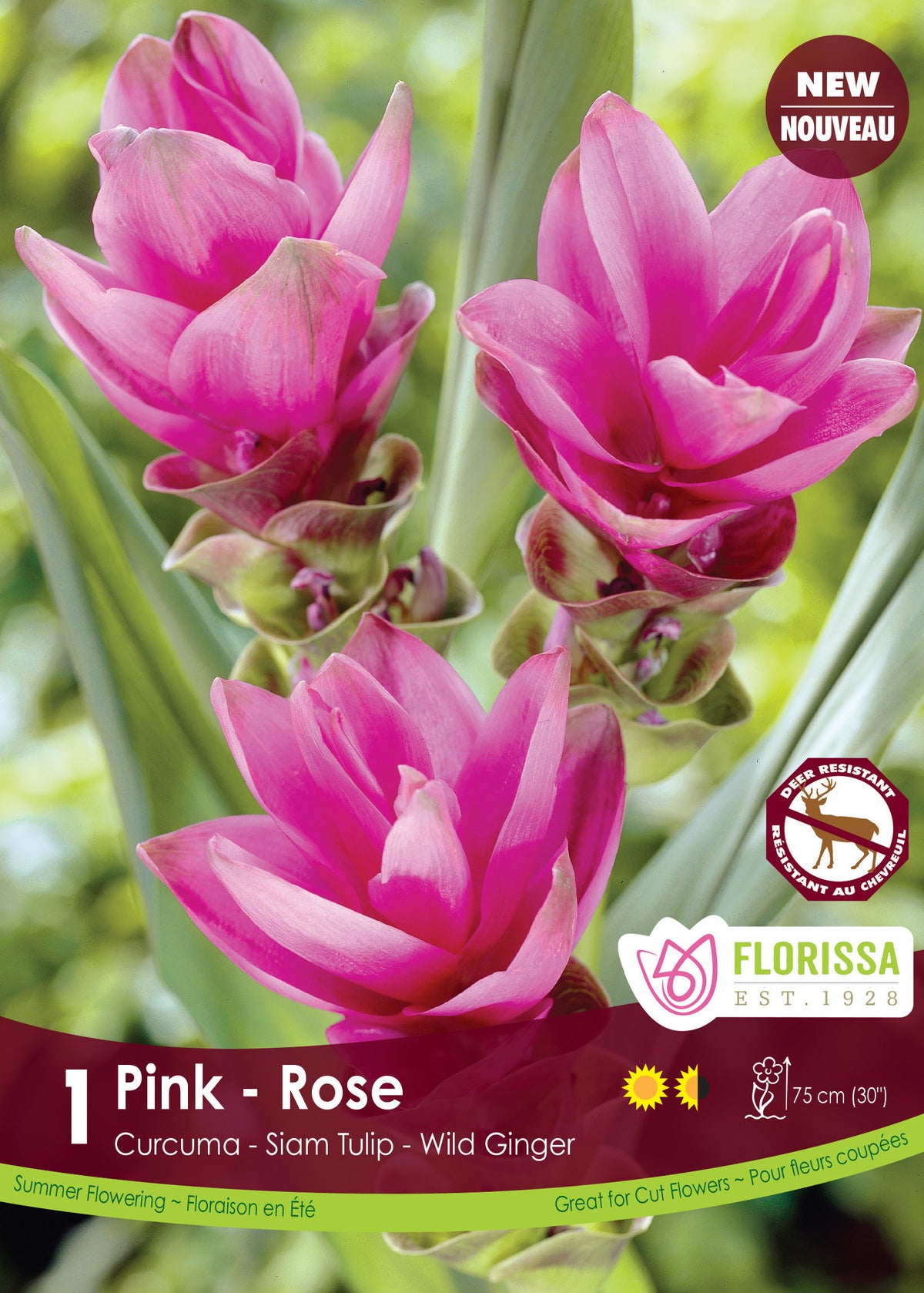 Curcuma ‘Rose’ ( Curcuma alismatifolia ) : des bractées de curcuma rose vif sur des tiges feuillées. Le visuel Florissa présente la plante et son nom dans la partie inférieure de l’étiquette. La photographie occupe presque toute la surface, tandis que le bandeau du bas rassemble les indications du produit. Cette vue permet de reconnaître son apparence et de distinguer la variété présentée.