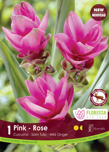 Curcuma ‘Rose’ ( Curcuma alismatifolia ) : des bractées de curcuma rose vif sur des tiges feuillées. Le visuel Florissa présente la plante et son nom dans la partie inférieure de l’étiquette. La photographie occupe presque toute la surface, tandis que le bandeau du bas rassemble les indications du produit. Cette vue permet de reconnaître son apparence et de distinguer la variété présentée.