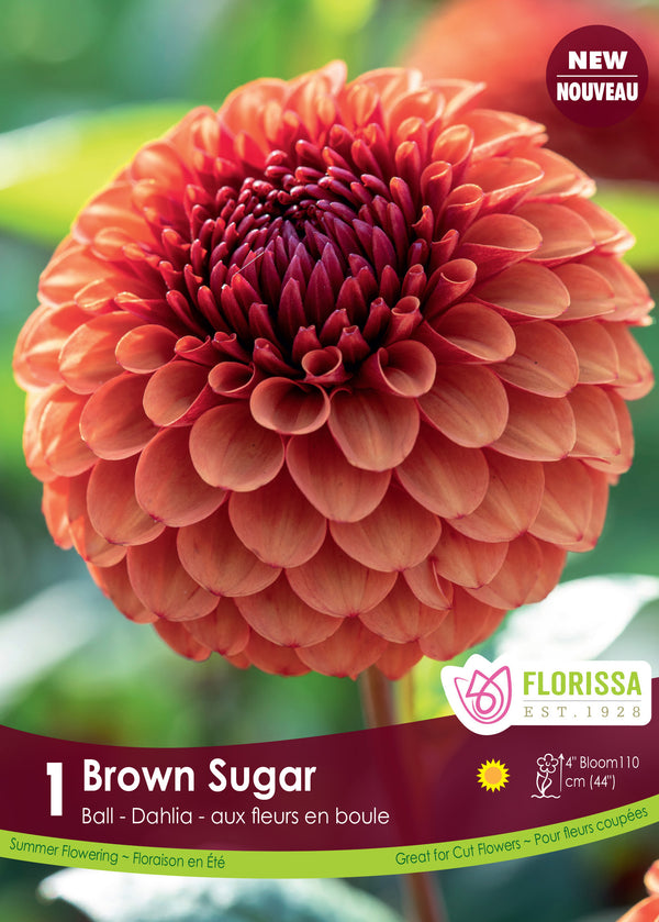 Pompom Dahlia 'Brown Sugar Premium'