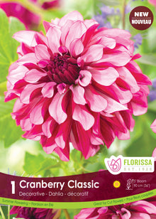 Dahlia décoratif ‘Cranberry Classic’ ( Dahlia ) : un dahlia rose foncé portant de grandes marques blanches. Le visuel Florissa présente la plante et son nom dans la partie inférieure de l’étiquette. La photographie occupe presque toute la surface, tandis que le bandeau du bas rassemble les indications du produit. Cette vue permet de reconnaître son apparence et de distinguer la variété présentée.