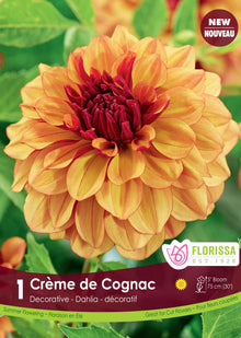 Dahlia décoratif ‘Crème de Cognac’ ( Dahlia ) : un dahlia jaune orangé à grand cœur rouge sombre. Le visuel Florissa présente la plante et son nom dans la partie inférieure de l’étiquette. La photographie occupe presque toute la surface, tandis que le bandeau du bas rassemble les indications du produit. Cette vue permet de reconnaître son apparence et de distinguer la variété présentée.