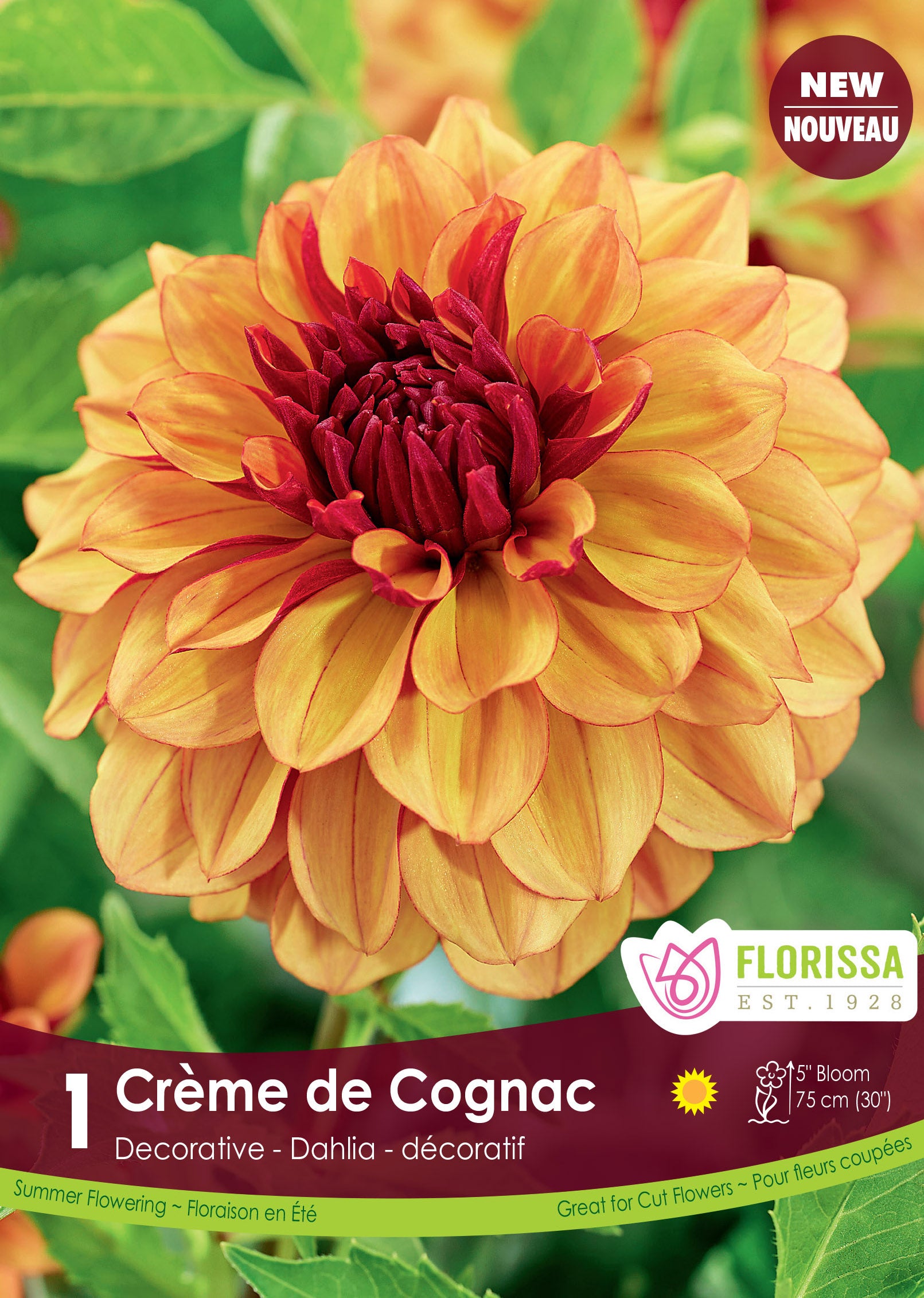Dahlia décoratif ‘Crème de Cognac’ ( Dahlia ) : un dahlia jaune orangé à grand cœur rouge sombre. Le visuel Florissa présente la plante et son nom dans la partie inférieure de l’étiquette. La photographie occupe presque toute la surface, tandis que le bandeau du bas rassemble les indications du produit. Cette vue permet de reconnaître son apparence et de distinguer la variété présentée.